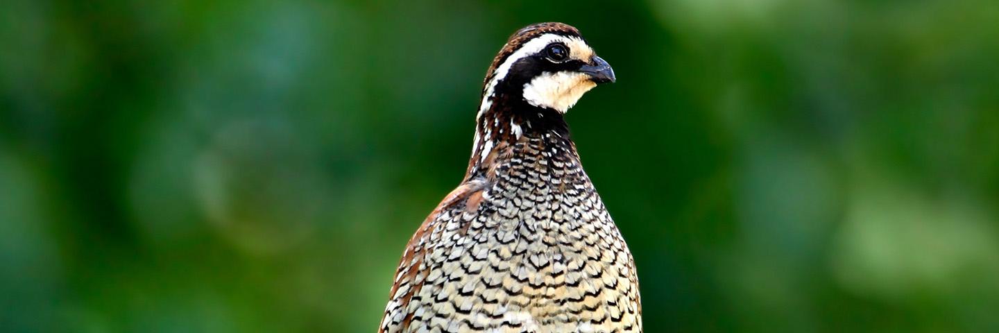 Bobwhite quail