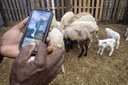 Dave Borrowes, a producer with the North-South Institute, browses the Farmers.gov website as his Katahdin sheep, feed on his farm Epic Ranch, in Davie, Florida, February 22, 2021. (USDA/FPAC Photo by Preston Keres)