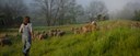 Dominique Herman leads a flock of Corriedale Merino cross and Ike-de-France Merino cross to pasture for morning grazing on her farm in Warwick, New York.

(USDA/FPAC photo by Preston Keres)