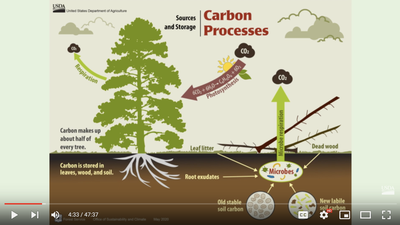 Technical Mitigation Options in Forests