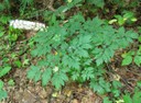 Mountain bugbane_Matt Tillett_2013_Garrett Co. MD.jpg