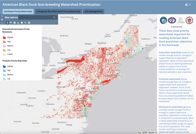 American Black Duck Decision Support Tool 