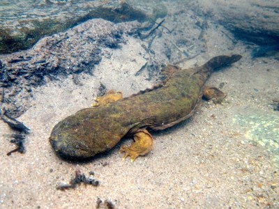 U.S. Fish and Wildlife denies Endangered Species Act protection for eastern hellbenders