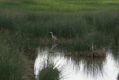 wetland-heron.jpg