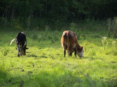 NRCS Conservation Practices & Materials