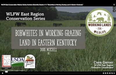 WLFW East Region Conservation Webinar Series: Northern Bobwhite Session #11 “Bobwhites in Working Grazing Land in Eastern Kentucky”