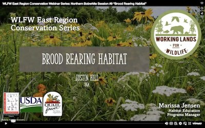 WLFW East Region Conservation Webinar Series: Northern Bobwhite Session #9 “Brood Rearing Habitat”