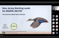 Wildlife Wednesdays Webinar Series: American Black Duck Ecology & Conservation