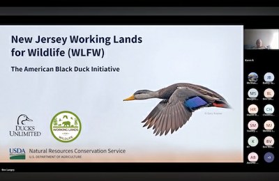 Wildlife Wednesdays Webinar Series: American Black Duck Ecology & Conservation