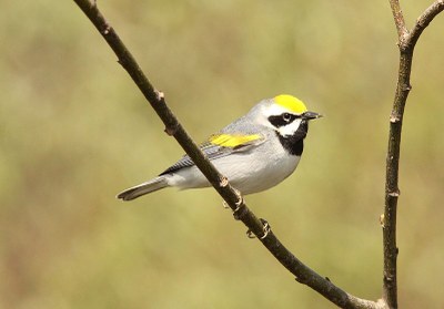 Golden-winged warbler