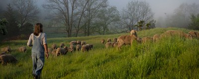 Sheep Herder