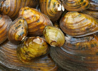 Freshwater Mussel Work Group (CWPRI)