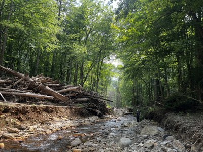 Big Ivy-Corner Rock tree debris Big Ivy-Corner Rock tree debris