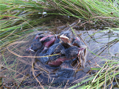 Salt marsh Habitat and Avian Research Program (SHARP)