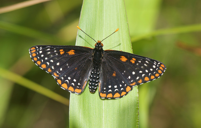 Baltimore checkerspot