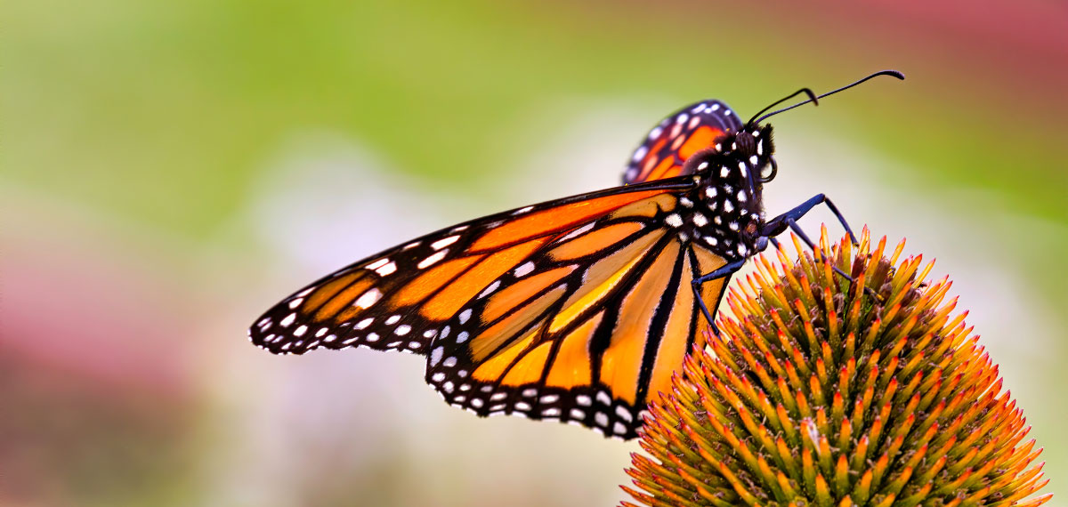 Learning Management Learning Management