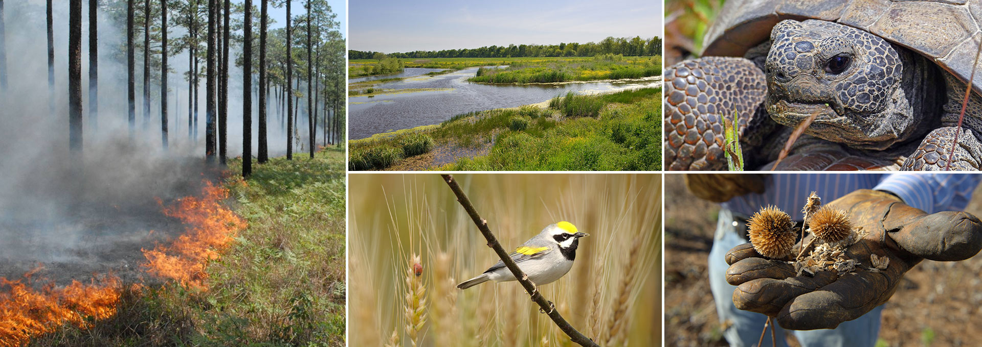 USDA Launches New Bobwhite Conservation Pilot and Announces General Conservation Reserve Program Signup Bobwhite quail