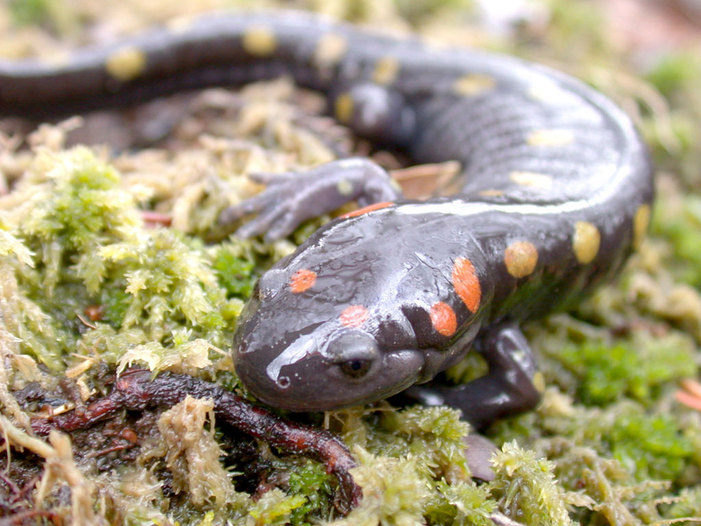 Salamander