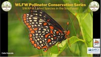 WLFW Pollinator Conservation Series: Session #5 SWAP & Listed Species in the Southeast