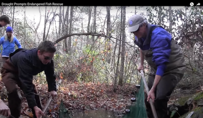 Drought Prompts Endangered Fish Rescue