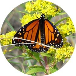 monarch butterfly